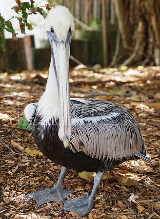 Pelican St. Petersburg FL ID-C-86-2947