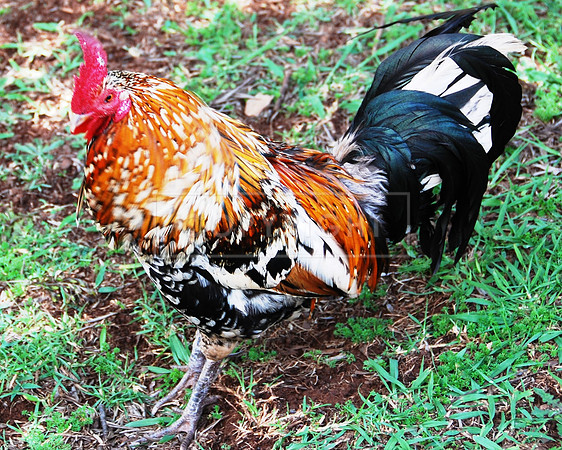 Rooster-Kauai HI  ID-C-46-0272