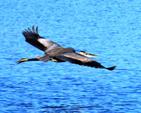 Brown Pelican Flying-St. Petersburg FL ID C-50-2878