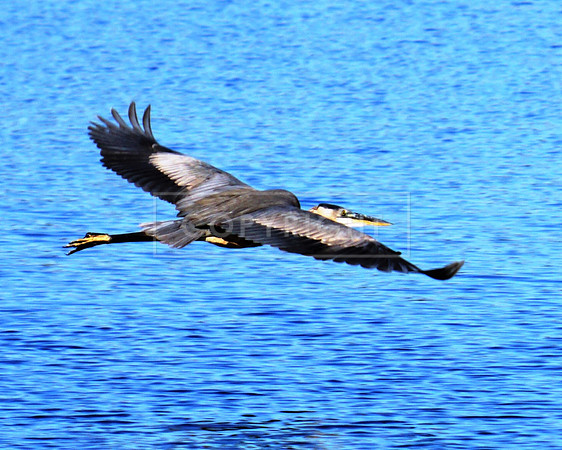 Brown Pelican Flying-St. Petersburg FL ID C-50-2878