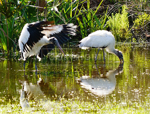 Wood Storks-1-Fripp Island SC ID C-44-0615
