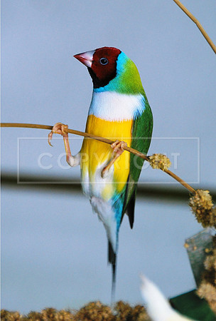 Lady Gouldian Finch-4 ID-C-120- 0098