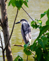 Black-crowned Night Heron-3 Kihei HI ID C-124-0273