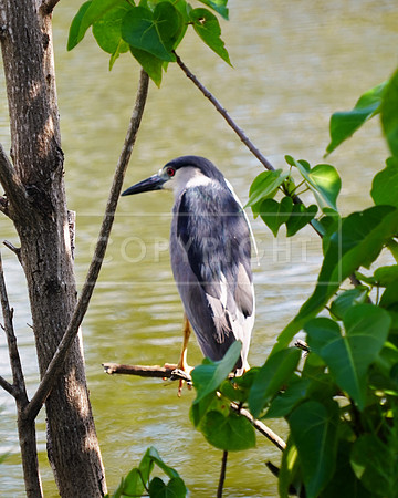 Black-crowned Night Heron-3 Kihei HI ID C-124-0273