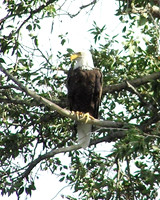 Bald Eagle Snake River WY ID-C-174-0267