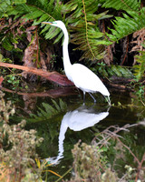 Great Egret-St. Petrsburg FL ID-C-49-5629