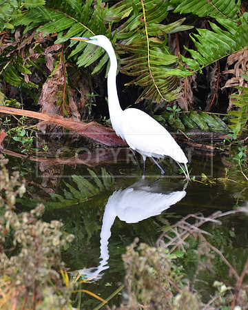 Great Egret-St. Petrsburg FL ID-C-49-5629