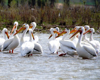 American White Pelicans-2 Snake River WY  ID-C-132-0074