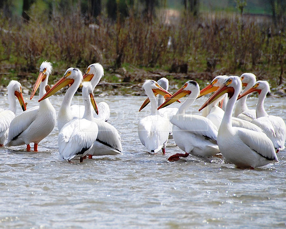 American White Pelicans-2 Snake River WY  ID-C-132-0074