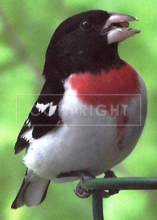 Rose-breasted Grosbeak-Atlanta GA ID-C-133-2047