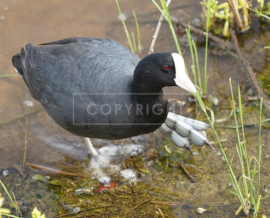 Hawaiian Coot-1 Kihea HI ID-C-45-0133