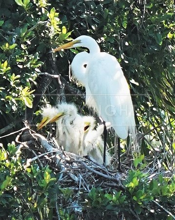 Great Egret & 3 babies-Fripp Island ID-C-48-1230V