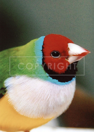 Lady Gouldian Finch-2 ID-C-118-0084