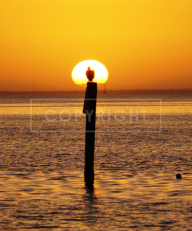 Sunrise with Pelican-2-St Petersburg FL ID-H-87-2985V