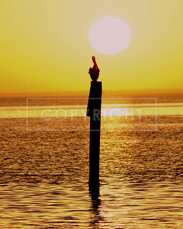 Sunrise with Pelican-3-St Petersburg FL ID-H-128-2995V