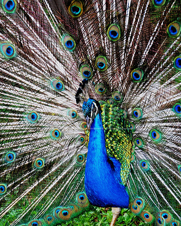 Male Peacock -Kaui HI ID-C-51-0155