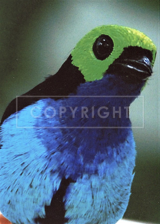 Paradise Tanager ID-C-129-0073
