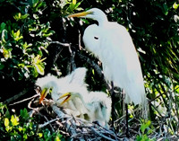 Great Egret & 2 babies-Fripp Island SC ID-C-137-1234H