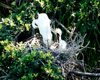 Baby Egret with mom-Fripp Island SC ID-C-47-1248H