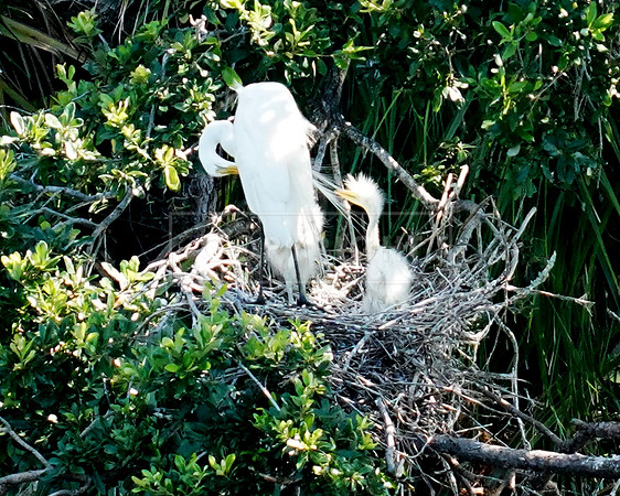 Baby Egret with mom-Fripp Island SC ID-C-47-1248H