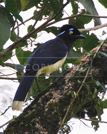 Plum-crested Jaybird Iguazu Falls Brazil ID-C-117-146