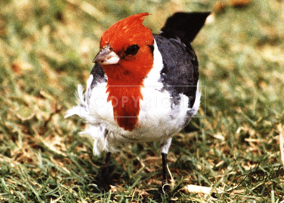 Hawaiian Red-crested Cardinal -facing- Maui HI-5x7 ID-C-19-1552