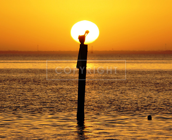 Sunrise with Pelican-1-St Petersburg FL ID H-89-2989H