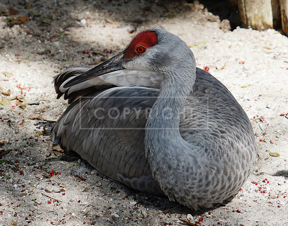 Sandhill Crane St Peterburg FL ID-C-134-2917