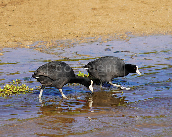 Hawaiian Coots-2 Kihei HI ID C-127-0350
