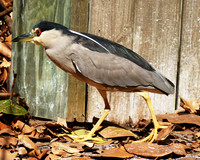 Black-crowned Night Heron-1 St Petrsburg FL  ID-C-122-2934