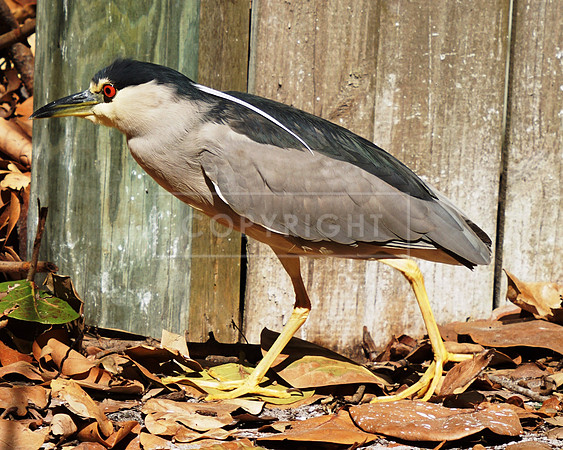 Black-crowned Night Heron-1 St Petrsburg FL  ID-C-122-2934