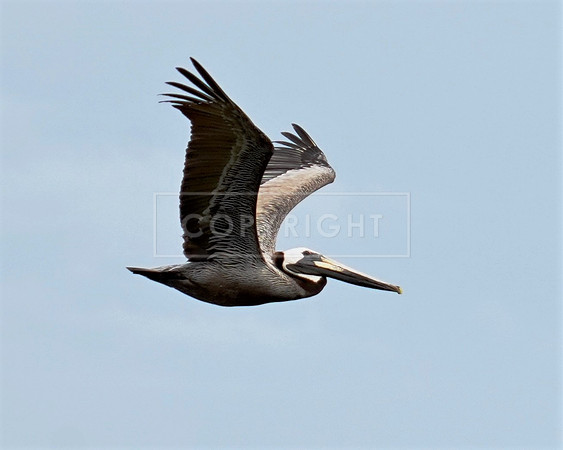 Single Pelican  Fripp Island SC ID-C-41-0829