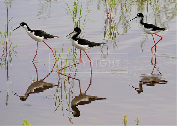Hawaiian Black-necked Hawaiian Stilts-Endangered-3 Kihea HI ID-C-38-0016