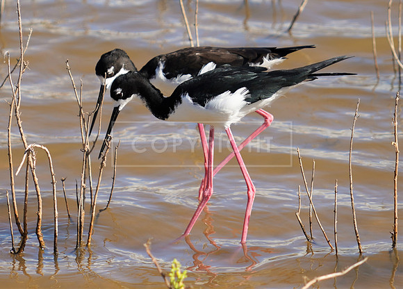 Hawaiian Black-necked  Stilts -endangered-2 Kihea HI ID C-39-0338