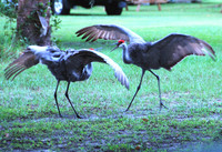 Dancing Sandhill Cranes- Riverview FL ID-C-95-0015
