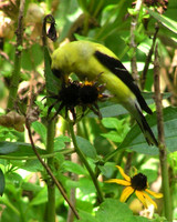 American Goldfinch ID-C-121-30004