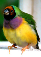 Gouldian Finch-1 ID-C-117-0068