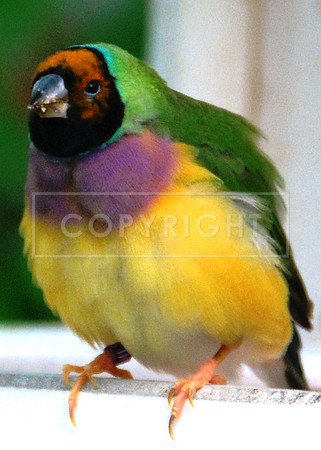 Gouldian Finch-1 ID-C-117-0068