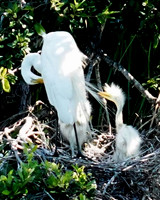 Baby Egret with mom-vert-Fripp Island SC  ID-C-47-1248V