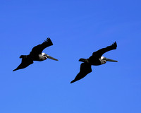 B-Birds