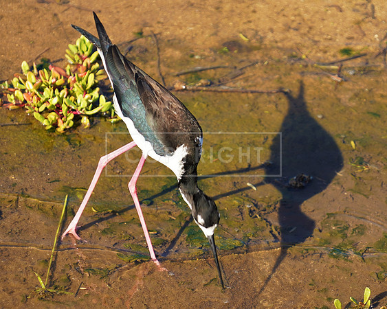 Hawaiian Black-necked Stilt & Shadow-1 Maui HI ID C-42-0321