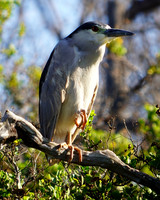 Black-crowned Night Heron-front-2 Kihea HI HI C-123-0235