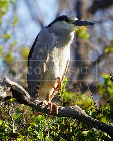 Black-crowned Night Heron-front-2 Kihea HI HI C-123-0235