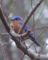 Bluebird Atlanta GA ID-C-168-0041