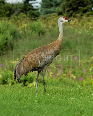 Sandhill Crane-side Homer AK ID-C-53-1320