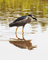 Black-crowned Night Heron-4 fishing-Kihei HI ID-C-126-0175