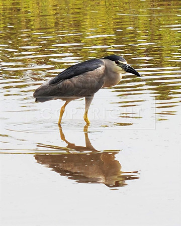 Black-crowned Night Heron-4 fishing-Kihei HI ID-C-126-0175
