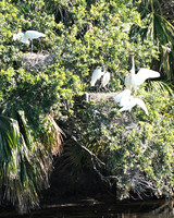 Great Egret Nursery-Fripp Island SC ID-C-138-1255