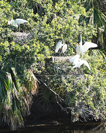Great Egret Nursery-Fripp Island SC ID-C-138-1255