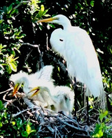 Great Egret & 2 babies-Fripp Island SC  ID-C-137-1234V